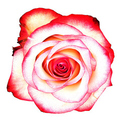 Rose rosa