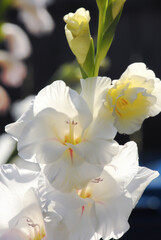 White gladiola flower in full bloom. Country garden. Springtime floral. Flowers in the meadow.