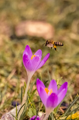 Bee with purple flowers in spring
