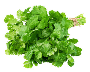 Coriander leaves isolated on white background, clipping path, full depth of field - obrazy, fototapety, plakaty