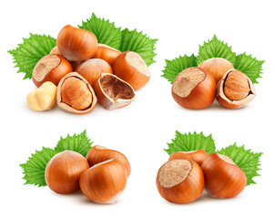 hazelnut leaf, isolated on white background, clipping path, full depth of field