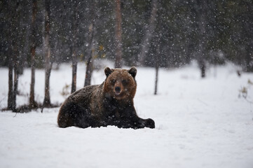 Bear in the snow