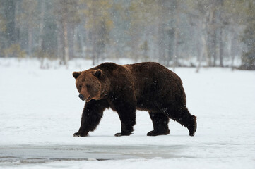 Naklejka na ściany i meble brown bear walking in the snow