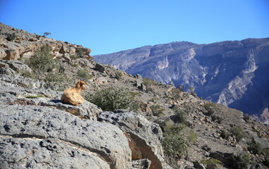 Crouched goat with a view of the Wadi Ghul, the Oman's Grand Canyon, Jabal Akhdar, Sama Heights, Oman