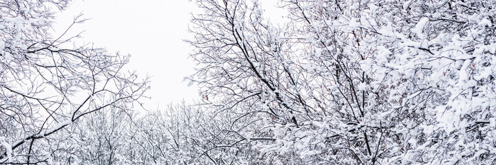 Beautiful winter landscape. Snow on the branches of trees and bushes after a snowfall. Beautiful winter background with snow-covered trees. Plants and fresh snow in the forest park. Cold snowy weather
