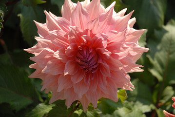 Beautiful light pink dahlia flower, close up