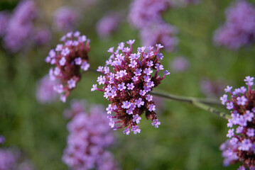 Purple flowers, Verbena bonariensis, also known as Vervain or Purpletop