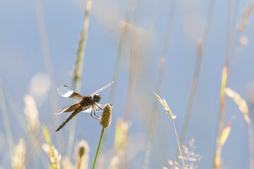 Widow Skimmer, male