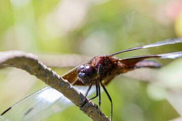 Widow Skimmer, male