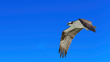 Osprey flying against blue sky