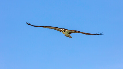 Ospray flies with wide open wings watching you