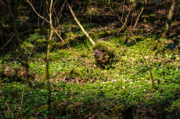 Fototapete bei efototapeten.de bestellen   