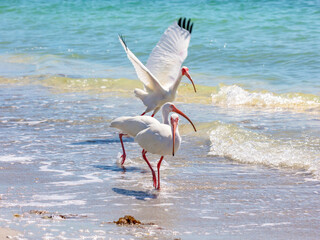Three ibises in a row on the bank, Florida, USA