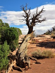 Fototapeta na wymiar tree in the desert mountains at Moab