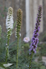 flowers in the garden