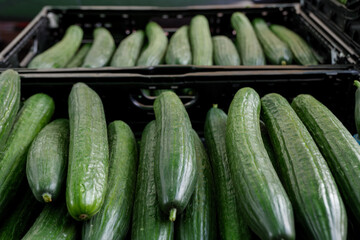 Top view, various type of cucumbers on plastic basket of stall.