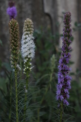 flowers in the garden