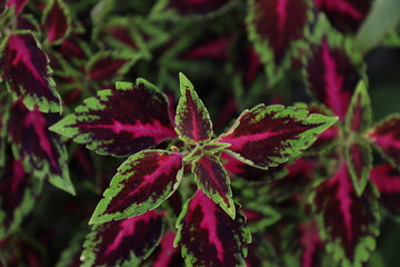 Red and  green Victorian bedding foliage plant Coleus (Plectranthus scutellarioides) close up in nature