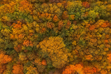 Beautiful aerial view of forest in autumn