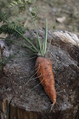 carrots on the ground