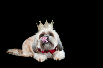 A small dog wearing a gold crown and red holiday collar lays on black backdrop with tongue out licking nose.