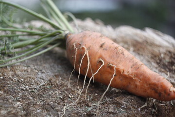 close up of a carrot on a grass
