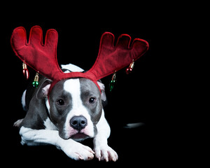 Grey and white pitbull dog wearing red holiday Christmas antlers lays on black backdrop looking at...