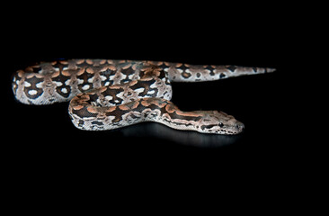 Durmeril's Boa Snake isolated on black