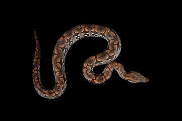 Obraz premium Overhead view of Durmeril Boa snake isolated on black.