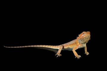 Naklejka premium Bearded Dragon standing on black backdrop looking at camera.