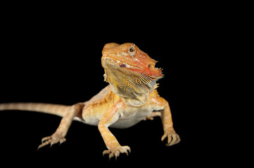Bearded Dragon standing on black backdrop looking at camera.