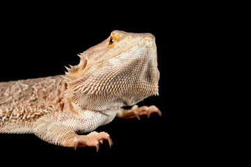 Bearded Dragon standing on black backdrop looking at camera.