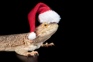Bearded Dragon isolated on black wearing holiday Christmas Santa Hat looking at camera.