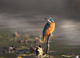 Kingfisher standing on stick in water