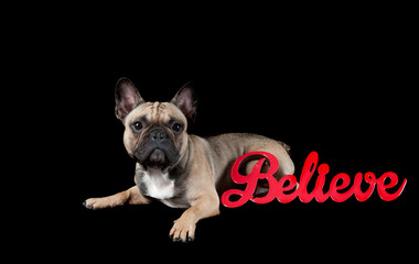 Brown and Black French Bulldog looking at camera isolated on black.