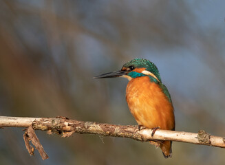 Kingfisher standing on branch