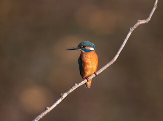Kingfisher standing on branch