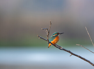 Kingfisher standing on stick in water