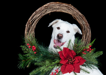 Happy white Labrador Retriever mix isolated on black looking at camera through a red holiday Christmas wreath.