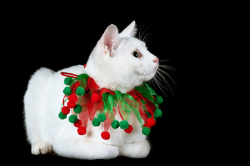 White cat with green eyes isolated on black wearing holiday Christmas Collar.