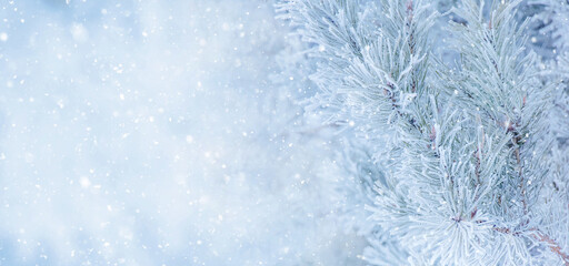 Nature Winter background with snowy pine tree