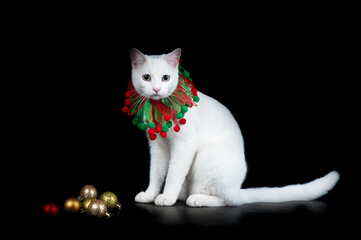 White cat with green eyes isolated on black wearing holiday Christmas Collar.