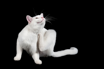 White cat with green eyes isolated on black scratching itself with back paw.