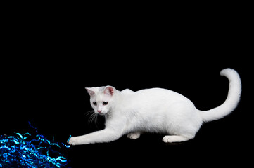 White cat with green eyes isolated on black chasing a glittery blue toy.