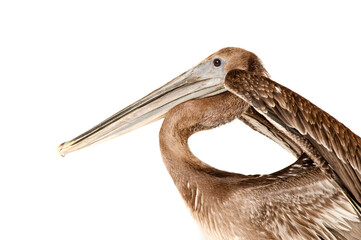 Brown Pelican isolated on white with wings raised looking at camera.