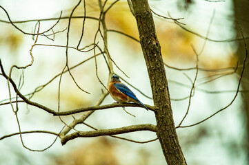 Blue Bird in Tree