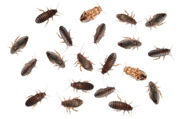 Many cockroaches on white background, top view. Pest control