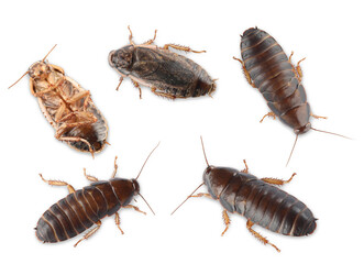 Many cockroaches on white background, top view. Pest control