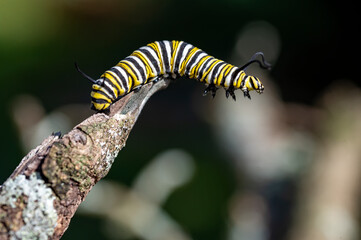 Monarch caterpillar on a branch