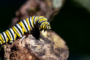 close up of a Monarch caterpillar